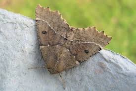 Attēlu rezultāti vaicājumam “Odontopera bidentata”