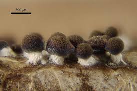 Attēlu rezultāti vaicājumam “Diachea subsessilis”