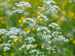 Attēlu rezultāti vaicājumam “Umbelliferae”