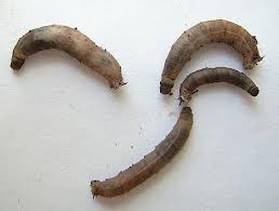 Attēlu rezultāti vaicājumam “Tipulidae larva”