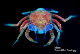 Attēlu rezultāti vaicājumam “Diderma crustaceum young”