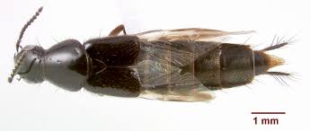 Attēlu rezultāti vaicājumam “Quedius dilatatus”