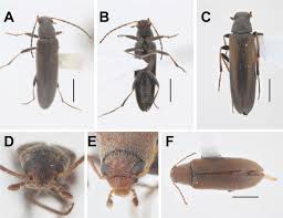 Attēlu rezultāti vaicājumam “Tetratomidae”