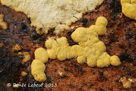 Attēlu rezultāti vaicājumam “Hypocrea pulvinata”