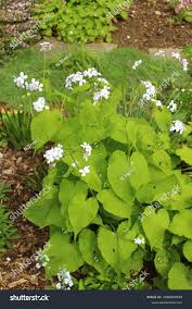Attēlu rezultāti vaicājumam “Lunaria rediviva bud”