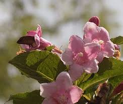 Attēlu rezultāti vaicājumam “Anthyllis maritima leaf”