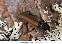 Attēlu rezultāti vaicājumam “Tetropium fuscum”