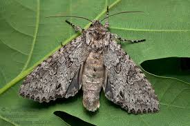 Attēlu rezultāti vaicājumam “Polia nebulosa”