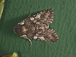 Attēlu rezultāti vaicājumam “Mamestra brassicae”