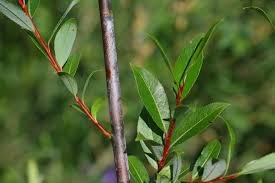 Attēlu rezultāti vaicājumam “Salix daphnoides subsp. acutifolia”