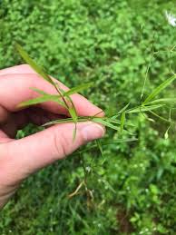 Attēlu rezultāti vaicājumam “Stellaria longifolia”