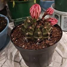 Image result for Gymnocalycium
