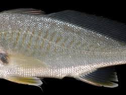 Image result for Micropogonias undulatus