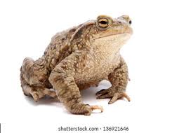 Attēlu rezultāti vaicājumam “Bufo bufo”