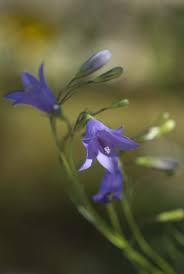 Attēlu rezultāti vaicājumam “Campanula rotundifolia”