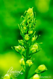 Attēlu rezultāti vaicājumam “Delphinium elatum  bud”