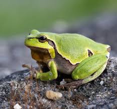 Attēlu rezultāti vaicājumam “Hyla arborea adult”