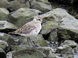 Attēlu rezultāti vaicājumam “Pluvialis squatarola adult”