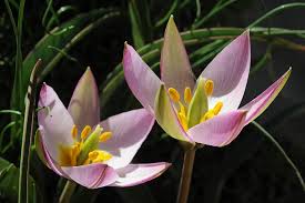 Attēlu rezultāti vaicājumam “Betula humilis female flower”