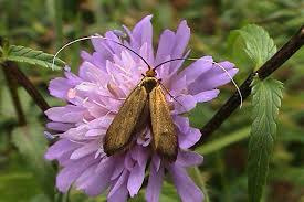 Attēlu rezultāti vaicājumam “Nemophora metallica”