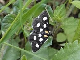 Attēlu rezultāti vaicājumam “Anania funebris”