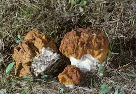 Attēlu rezultāti vaicājumam “Gyromitra”