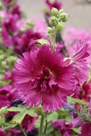 Attēlu rezultāti vaicājumam “Alcea rosea flower”