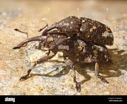 Attēlu rezultāti vaicājumam “Pissodes piniphilus”