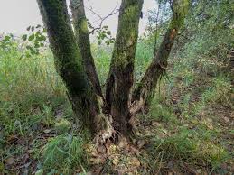 Attēlu rezultāti vaicājumam “Fontinalis antipyretica subsp. gracilis”