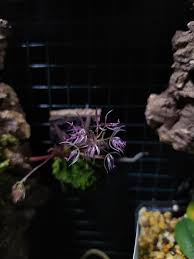 Attēlu rezultāti vaicājumam “Didymium aggregatum macro”