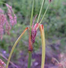 Attēlu rezultāti vaicājumam “Cribraria splendens stalked”