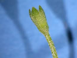 Attēlu rezultāti vaicājumam “Myosotis scorpioides bud”