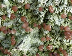 Attēlu rezultāti vaicājumam “Baeomyces rufus”