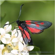 Attēlu rezultāti vaicājumam “Zygaena viciae”