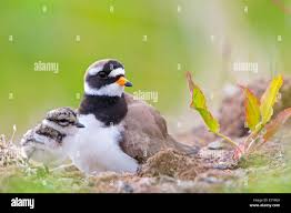 Attēlu rezultāti vaicājumam “Charadrius hiaticula adult”
