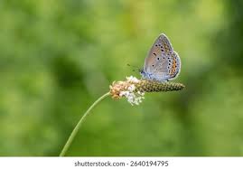 Attēlu rezultāti vaicājumam “Agrodiaetus amandus female”
