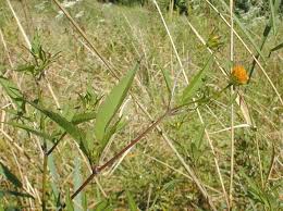 Attēlu rezultāti vaicājumam “Bidens frondosa”