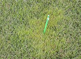 Attēlu rezultāti vaicājumam “Poa trivialis”