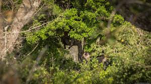 Image result for Яла заповедник