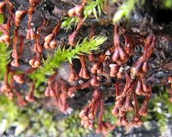 Attēlu rezultāti vaicājumam “Lycogala cf. oleocrystalliferum”