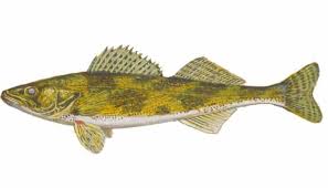 Image result for Sander canadensis/vitreus