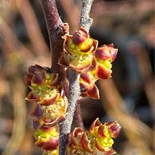 Attēlu rezultāti vaicājumam “Myrica gale bud”