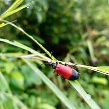 Attēlu rezultāti vaicājumam “Anthocomus rufus”