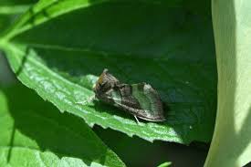 Attēlu rezultāti vaicājumam “Diachrysia tutti”