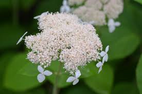 Attēlu rezultāti vaicājumam “Hydrangea arborescens subsp. discolor flower”