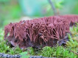 Attēlu rezultāti vaicājumam “Stemonitis fusca plasmodium”