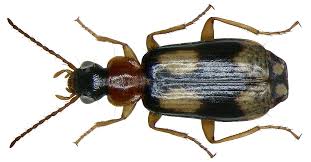 Attēlu rezultāti vaicājumam “Dromius quadrimaculatus”