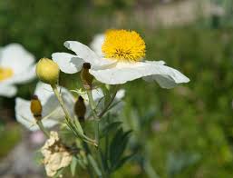 Attēlu rezultāti vaicājumam “Seligeria campylopoda sporophyte”