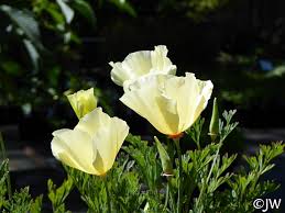 Attēlu rezultāti vaicājumam “Eschscholzia californica flower”