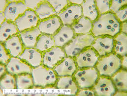 Attēlu rezultāti vaicājumam “Calypogeia”